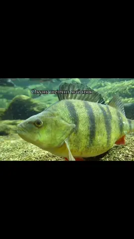 Окунь шепчит маё имя Ночь я поймал сома Ты не хочеш на рыбалку Значит больше не рыбаак