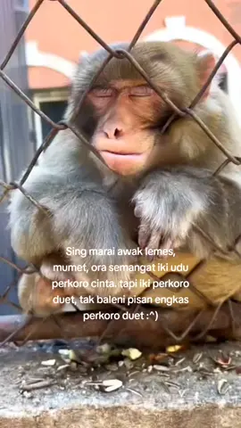 luweh mumet ra ndue duet, timbang ra ndue pacar cah😑#fyp #jowostory #storytime #storywa #quotes #fypシ #capcut #xyzbca #puitekchanel #templatecapcut #fyppppppppppppppppppppppp #fypシ゚viral #funnyvideos #animals #monyet 