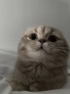 if this lands on your fyp it's a sign to take a break from music. listen to this beautiful recitation, it’s only 1 min and share the Quran for good deeds.  