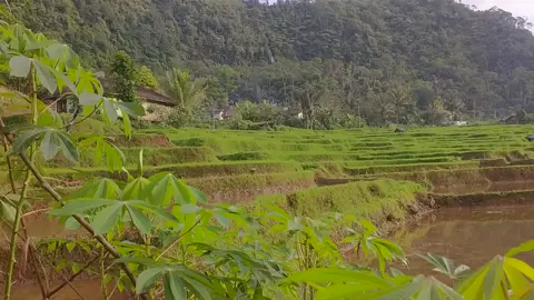 original sound #sawah  #alam  #asri  #indah  #view 
