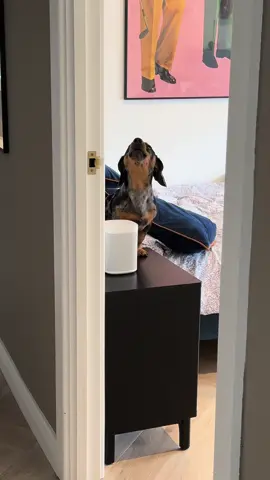 Tell me you have a dachshund without telling me you have a dachshund 😭 #singing #dj #puppy #dogmom #funny #baby #dogsoftiktok #dog #lol #funnydog #dachshundsoftiktok #dachshund #fypシ #foryou #puppylife #family  This content is exclusively managed by Caters News. To license or use in a commercial player please contact licensing@catersnews.com or call +44 121 616 1100 / +1 646 380 1615