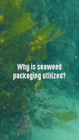 Did you know that seaweed packaging is making waves in the food industry, cosmetics, and agriculture? By opting for this eco-friendly alternative, businesses can reduce their environmental footprint. Seaweed packaging stands out for: 🌿 Low Environmental Impact - It's independent from fertilizers or pesticides. 🌿 Versatility - Seaweed packaging molds into various shapes. If you want to learn more about sustainability, read our blogs at https://moretoplastic.com/. #moretoplastic #nosingleuseplastic #sustainablealternatives #seaweedpackaging #sustainableuae ♻️ #sustainabledubai #recyclinguae
