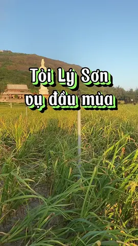 Tỏi đầu mùa Đảo Lý Sơn - nơi được mệnh danh là “VƯƠNG QUỐC TỎI” bạn có biết không? #reviewlyson #lysonisland #daolyson #nhatlyson #76quangngai 