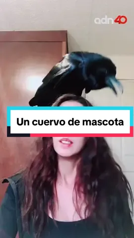 ¡Queeee!  Esto si es exótico, mujer tiene de mascota a un cuervo. #exotico #cuervo #mascota #adn40 
