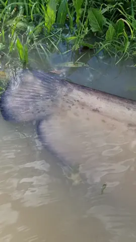 vaya Gatito que ha salido ayer  🙂🔥 #fishing #pesca #wedkarstwo #catfish #siluro #sum #rivergishing #spinfishing #predatorfish #monsterfish #sports #deporte 