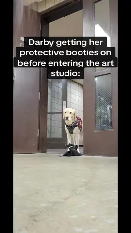 #servicedog #diabeticalertdog #artstudent #alertdogdarby #darbydoo 