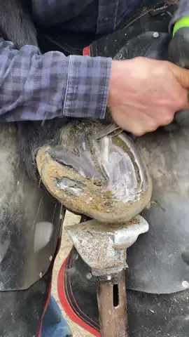 Post dx. #satisfying #farrier #hooftriming #asmr #horse #asmrsounds #oddlysatisfying #farriersoftiktok #hoof #viral 