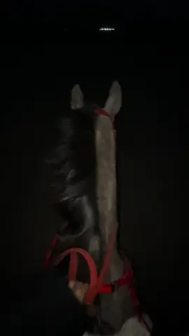 ليل وقمرا ورعد❤️❤️❤️❤️❤️ #اكسبلور #المغمس #خيل #fypシ #fyp 