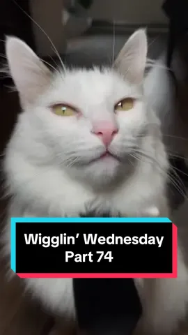 Wigglin’ Wednesday Part 74 🕺😶‍🌫️😈 the after-work wiggle party 🦭🔥 #cat #catsoftiktok #wigglinwednesday #melonnfinn #fyp #dance 