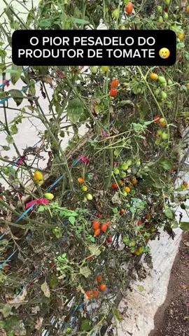 Ralstonia apareceu na roça 🥲 Hora de começar a tratar esse problema.  #tomate #tomatecereja #agro #estufasagricolas #agronegocio #tomates #ralstonia 