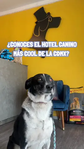 Ven a conocer el hotel canino más cool de la CDMX!  #hotelcanino #perros #guarderiacanina #fyp #f #fypシ 