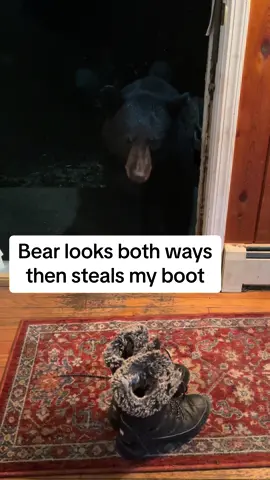 Bear looks both ways, then steals my boot #foryou #fyp #bear #Love #music #song #sing #dance #funny #viral #country #wildlife #animals #boots #theft #laugh #paw