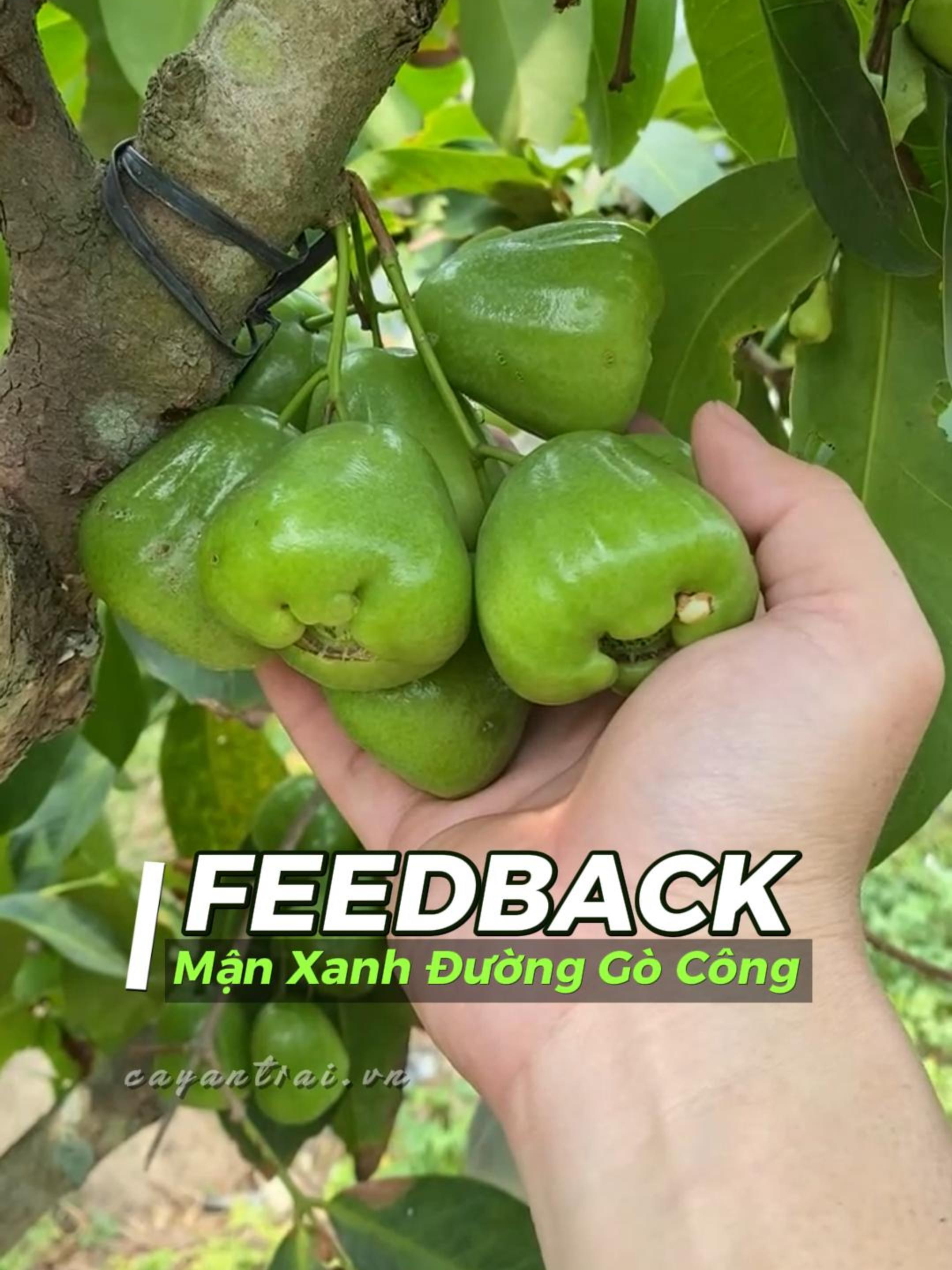 Mận Xanh Đường Gò Công được khách hàng phản hồi chất lượng sau 10 tháng trồng #manxanhduonggocong #manxanhduong #caytrongchau #cayantrai #hoanglonggarden