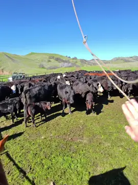 Another handful today #fyp #foryoupage #foryou #cattle #roping #cactusropes #branding #california #lighttomoderateranching #beef #iykyk #faafo #keystonelight
