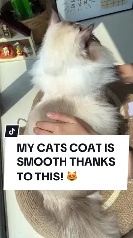 Get this Creamy Fish Oil Pump today to give your cat a smooth and shiny coat! 🐈✨