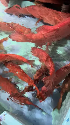 Cá mú đỏ hiện sẵn có tại sg 300 em đẹp call me