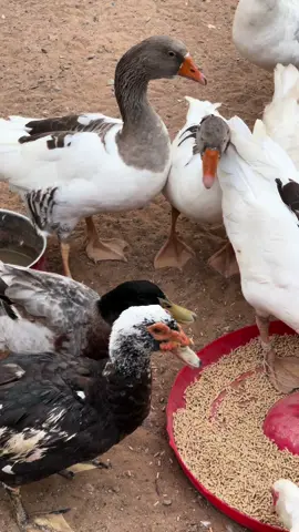 #حيوانات_اليفه #حيوانات_مضحكة #طيور_الحب #حيوانات_غريبه #fyp #foryou #trend #الشعب_الصيني_ماله_حل #fypシ゚viral #egypt #uae #tiktok #ترند  ماشاءالله تبارك الله❤️