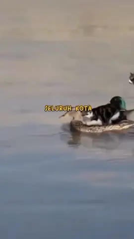 Bagian5 | kelakuan si meong#kucing #kucingrandom #kucingngakak😂🐈 #fyp 