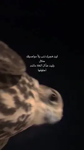 ليت هجرك ذنب ولاّ..  مواصيلك حلال   |  #فيصل_الدحباش #explore #fypシ゚viral #fff 