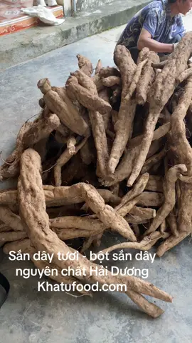 Những củ sắn dây được trồng ngoài đồng luôn màu mỡ để làm ra những kg bột sắn dây Khả Tú Foods chất lượng   Hotline - zalo: 0904.567.963