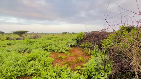 DHAWAQA SUBIXII EE SHINBIRAHA IYO ADHIGA XIMIA KUKU DANBAYSAY GORAD KU TOOSTO