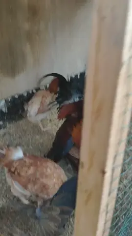 اخوان معلومه مو مني من الحياء  الديج من يكفش الدجاجه القاح الواحد يلقح 10بيضات بس احنه مانكول 10 نكول 7 معلومه علميه