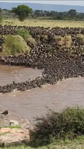 Great Migration Crossing | Sayari Camp | Serengeti National Park  A huge herd of wildebeest crossing the Mara River in Northern Serengeti, Tanzania. Ubuntu Travelers staying at Asilia Sayari Camp enjoyed this remarkable sighting in October 2021. Imagine seeing this many wildebeest at once, just incredible! Your trip of a lifetime awaits. -------- 📷 Your Trip of a Lifetime Awaits 📷 Email: info@ubuntutravelgroup.com -------- #UbuntuTravel #GreatMigration #TailorMadeSafaris #LuxuryTravel #LuxurySafari
