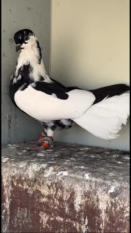 #اكسبلور #trending 