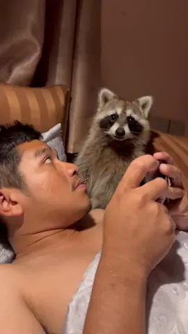 มือเหม็นกี้🥹#อาถั่วตัวแสบ #exoticpets #raccoons #สัตว์โลกน่ารัก 