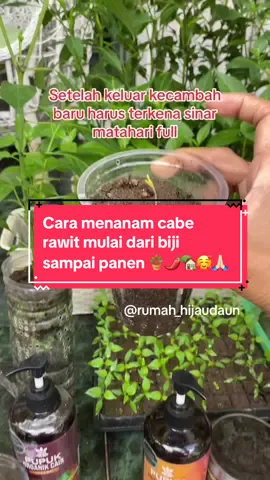 Membalas @Irma Wati6223 jadi gimana? Sudah siap berkebun sekarang???? Klo masih ada yg ditanyakan silahkan komentar ya 🥰🪴🌶️🏡🙏🏻 #caramenanamcaberawit #infarmid #pocinfarm  @RUMAH HIJAUDAUN 