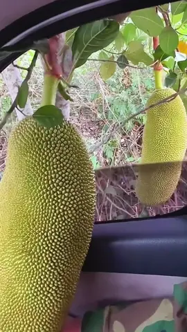 OMG😱come in?😅😋#usa #fruit #asmr 