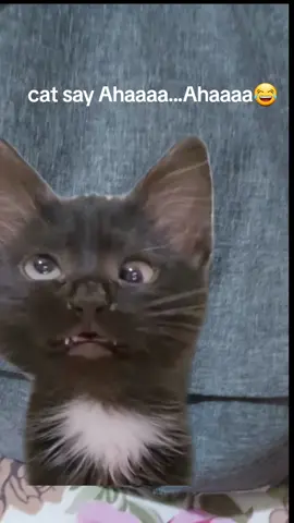 #CapCut #funnyvideos #cat 