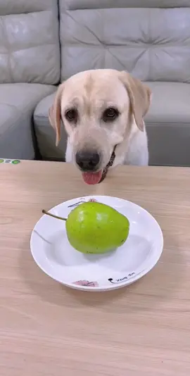 #funnyvideos #funnyanimals #dogsoftiktok #lovedog #fyp #foryou 