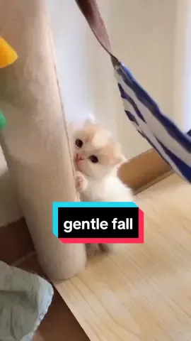 gentle fall #cat #kitten #kitty #baby #viral #fyp #foryou #cute #small #fall 