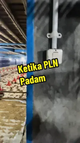 Ketika Listrik PLN Padam, Disitu Jantung Berdebar, siapa yang merasakan sama? #ayambroiler #closehouse🐓 #farm #peternakan #peternakanayam #pejuangfcr #peternakmuda #peternak #peternakmilenial #japfacompeedindonesia #fypシ゚viral 