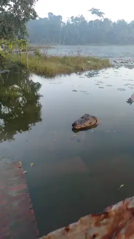 A crocodiles mating call Its an infrasound pulse sent out when they bellow that vibrates the water and it’s used to attract mates #fyp #viraltiktok #xyzbcafypシ #animals #crocodile #mate #water #blurredview 