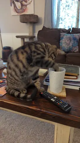 when you look up and see your kittens face shoved into your water cup 😐 #mybaby #cute #Love #kitten #kittensoftiktok #cat #catsoftiktok #makesmelaugh 