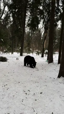 #الدب_توم #موسكو #روسيا #ترند #fyp #اكسبلورexplore #موسكو_روسيا #روسيا🇷🇺 