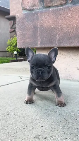 #foryou #dogsoftiktok #frenchbulldog #cute #blue #pets #animals #fyp 