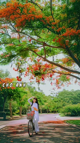 Hạ ơi a xa em mấy mùa phượng rồi...#nhachaymoingay #nhactinhsaulang #knmusic83 #nhaclyrics102 