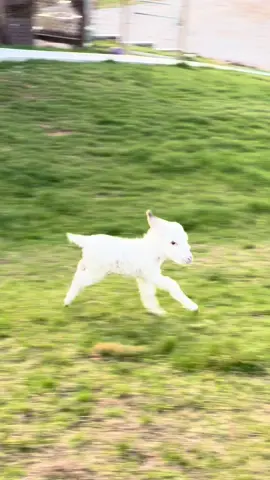 He’s a fast baby donkey #minidonkey #babyminidonkey #minidonkeyfoal #silviotheminidonkey #babydonkey #minidonkeylife 