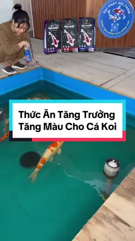 #chiasekinhnghiem #thucancakoi #aquamaster #masterkoi #camcakoi #camcakoitangmau #camcakoitangtrong 