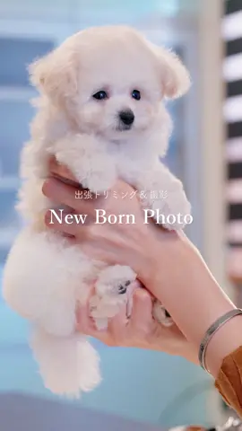 ワンちゃんのニューボーンフォト撮影予約受付中✨ #newbornphotography #newborn #grooming #puppy #dog 