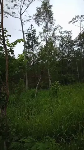 #CapCut 