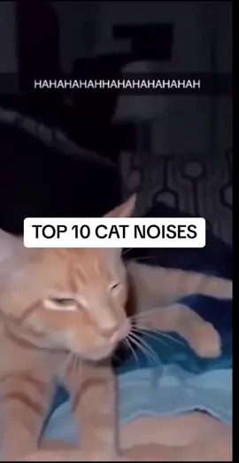 TOP 10 CAT NOISES RANKED 