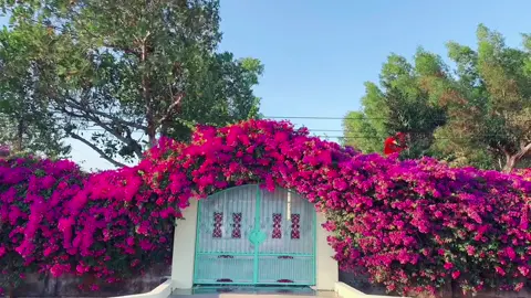 Cánh cổng trong mơ của mình là đây. Đi ngang qua thấy đẹp quá phải đầu xe lại quay. #conghoagiay #nhadep #hoagiay #chill #peaceful 