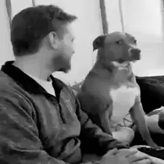 👋🐕  - - - - - #dog #slaps #foryou #fyp #viral #meme 