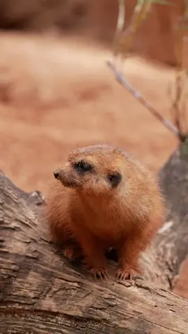 Meerkat on high alert! 🚨Scanning for threats... Ah, gotcha! You’re the suspect! 👀 #meerkat #sony #photography #wildlife #fy #sonyalpha 