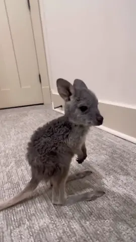 Cute baby kangaroo