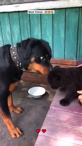 Best friend #luna #lunapantera #catsoftiktok #dog #dogsoftiktok #PetsOfTikTok #animals #animalsoftiktok #animalrescue 